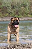 BULLMASTIFF 081